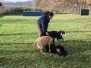Junghunde Training